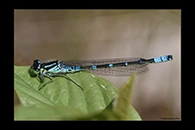 Coenagrion lunulatum, thumbnail 18 / 20
