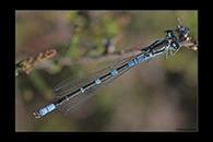 Coenagrion lunulatum, thumbnail 19 / 20