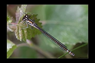 Coenagrion lunulatum, thumbnail 20 / 20