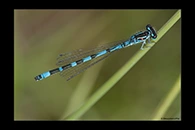 Coenagrion ornatum, thumbnail 2 / 20