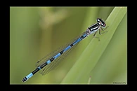Coenagrion ornatum, thumbnail 3 / 20