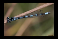 Coenagrion ornatum, thumbnail 4 / 20