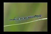 Coenagrion ornatum, thumbnail 11 / 20