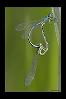Coenagrion ornatum, thumbnail 18 / 20