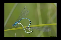 Coenagrion ornatum, thumbnail 19 / 20