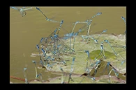 Coenagrion puella, thumbnail 2 / 20