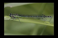 Coenagrion puella, thumbnail 3 / 20