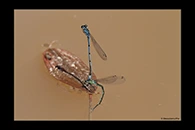 Coenagrion puella, thumbnail 4 / 20