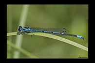 Coenagrion puella, thumbnail 8 / 20