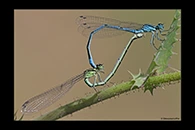 Coenagrion puella, thumbnail 14 / 20