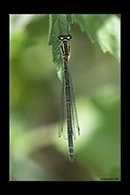 Coenagrion puella, thumbnail 15 / 20