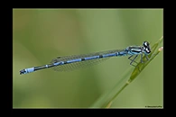 Coenagrion puella, thumbnail 16 / 20