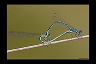 Coenagrion puella, thumbnail 17 / 20