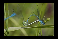 Coenagrion puella, thumbnail 18 / 20