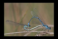 Coenagrion puella, thumbnail 19 / 20
