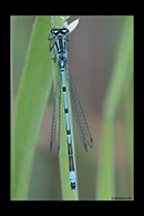 Coenagrion puella, thumbnail 20 / 20