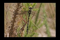 Cordulegaster boltonii, thumbnail 1 / 20