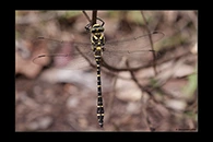 Cordulegaster boltonii, thumbnail 2 / 20