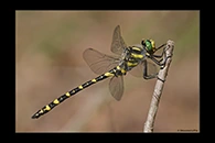 Cordulegaster boltonii, thumbnail 3 / 20