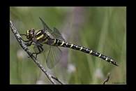 Cordulegaster boltonii, thumbnail 6 / 20