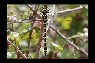 Cordulegaster boltonii, thumbnail 12 / 20