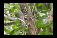 Cordulegaster boltonii, thumbnail 14 / 20