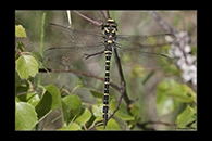 Cordulegaster boltonii, thumbnail 18 / 20
