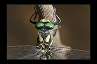Cordulegaster heros, thumbnail 18 / 20