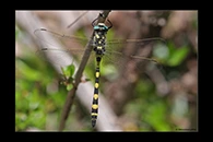 Cordulegaster insignis, thumbnail 4 / 20