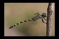 Cordulegaster insignis, thumbnail 5 / 20