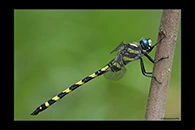 Cordulegaster insignis, thumbnail 6 / 20