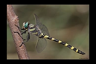 Cordulegaster insignis, thumbnail 8 / 20