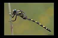 Cordulegaster insignis, thumbnail 11 / 20