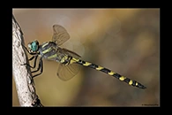 Cordulegaster insignis, thumbnail 12 / 20
