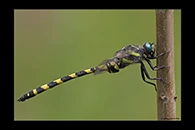 Cordulegaster insignis, thumbnail 13 / 20