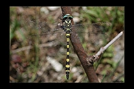 Cordulegaster insignis, thumbnail 14 / 20