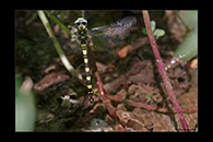 Cordulegaster insignis, thumbnail 18 / 20