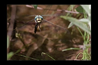Cordulegaster insignis, thumbnail 19 / 20