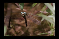 Cordulegaster insignis, thumbnail 20 / 20