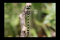 Cordulegaster picta, thumbnail 2 / 20