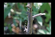 Cordulegaster picta, thumbnail 6 / 20