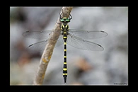 Cordulegaster picta, thumbnail 10 / 20