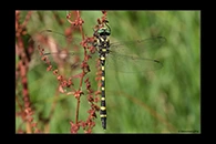 Cordulegaster picta, thumbnail 12 / 20