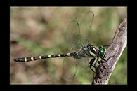 Cordulegaster picta, thumbnail 18 / 20