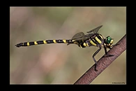Cordulegaster picta, thumbnail 19 / 20