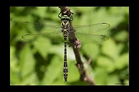 Cordulegaster trinacriae, thumbnail 1 / 20