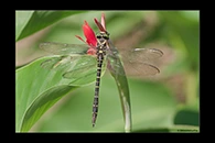 Cordulegaster trinacriae, thumbnail 6 / 20
