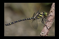 Cordulegaster trinacriae, thumbnail 7 / 20