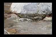 Cordulegaster trinacriae, thumbnail 9 / 20