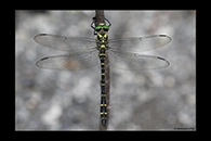 Cordulegaster trinacriae, thumbnail 10 / 20